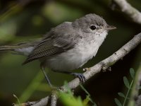 BellsVireo5.jpg