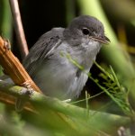 BellsVireo7.jpg