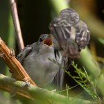 BellsVireo8.jpg