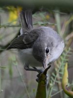 BellsVireo13.jpg