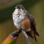 Hummer10.jpg