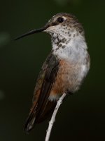 Hummer18.jpg