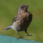 Bluebird9.jpg