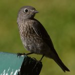 Bluebird3.jpg