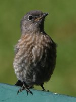 Bluebird10.jpg