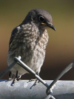 Bluebird14.jpg