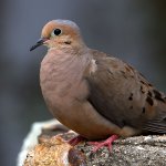 Dove.jpg