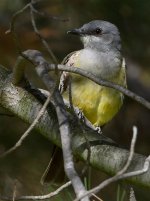 Kingbird.jpg