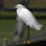 Egret2.jpg