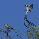 Whydah4.jpg