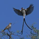 Whydah6.jpg