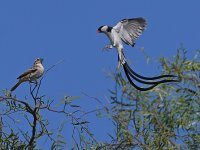 Whydah13.jpg