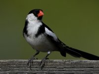 Whydah19.jpg