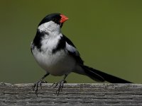Whydah21.jpg