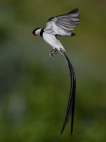 Whydah36.jpg