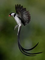 Whydah38.jpg