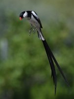 Whydah48.jpg