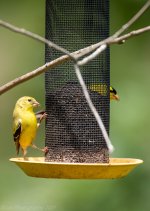 Hummingbirds-5773.jpg