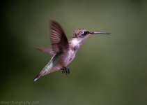 Hummingbirds-5739-Edit.jpg
