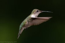 Hummingbirds-5795.jpg