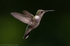 Hummingbirds-5797-Edit.jpg