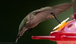 Hummingbirds-5800.jpg