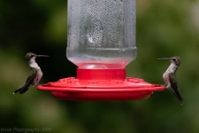 Hummingbirds-5812.jpg