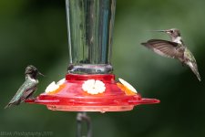 Hummingbirds-5841.jpg