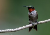 Hummingbirds-5754.jpg