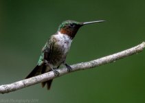Hummingbirds-5755.jpg
