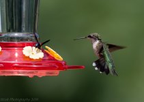 Hummingbirds-5764.jpg