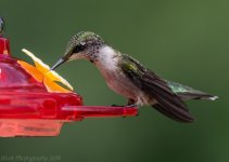 Hummingbirds-5770.jpg
