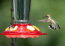 Hummingbirds-5748.jpg