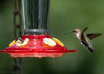 Hummingbirds-5749.jpg
