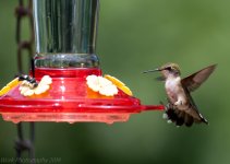Hummingbirds-5751.jpg