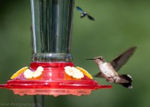 Hummingbirds-5752.jpg