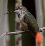 Hummer11.jpg
