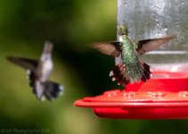 Hummingbirds-5782.jpg