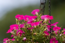 Hummingbirds-5851.jpg