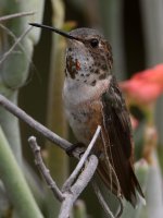 Hummer30.jpg