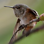 Hummer52.jpg