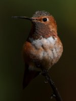 Hummer74.jpg