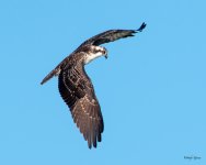 OspreyFlight-451.jpg