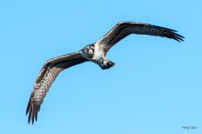 OspreyFlight-452.jpg