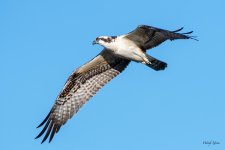 OspreyFlight-453.jpg