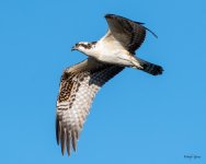 OspreyFlight-454.jpg