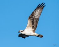 OspreyFlight-455.jpg