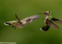 Hummers-0451-Edit.jpg