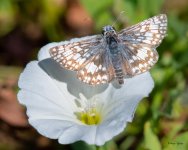 Skipper-444.jpg