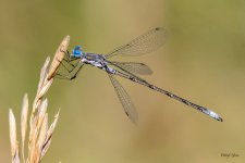 Damsel-430.jpg